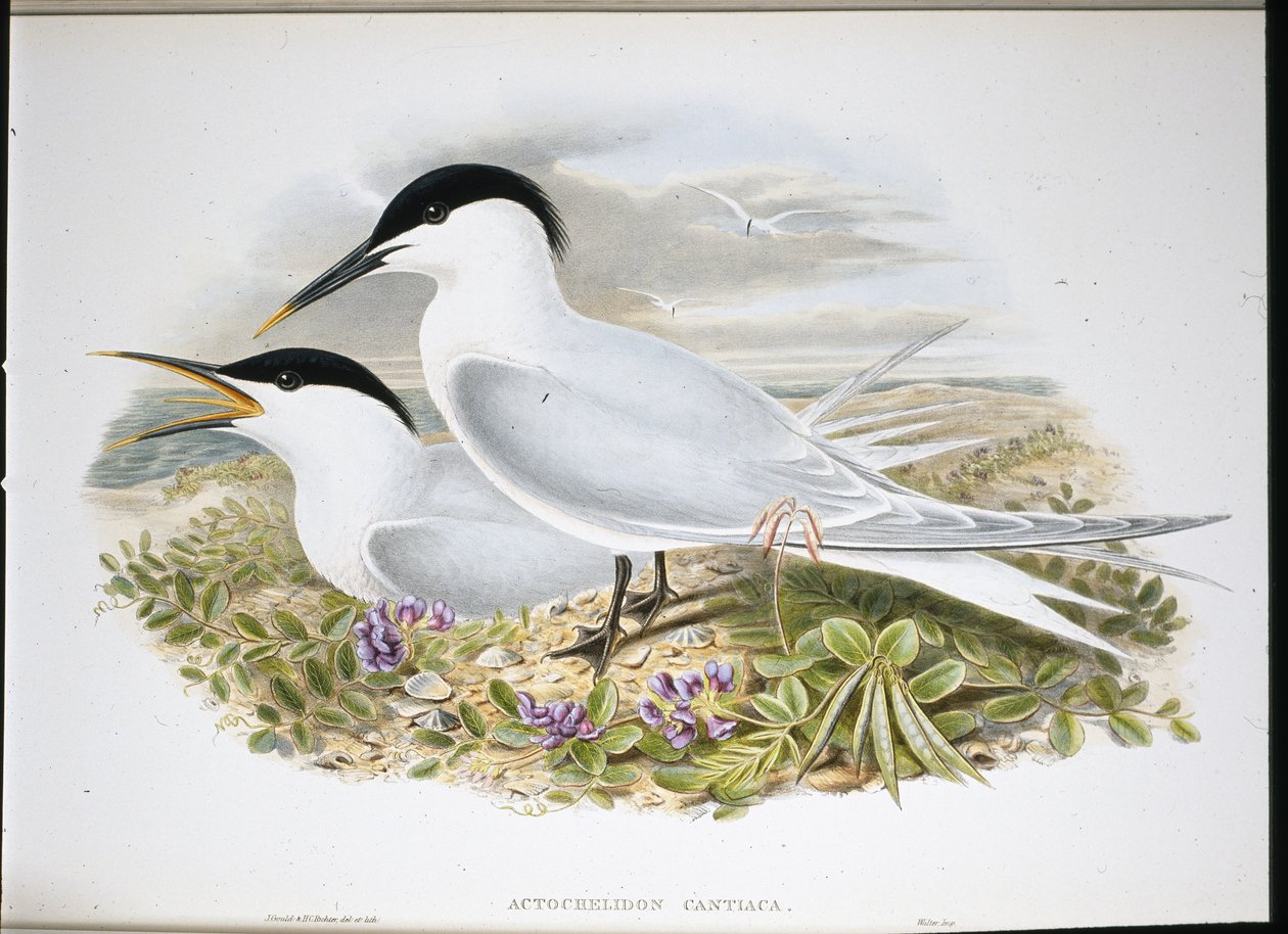 Garajau-cantáceo (Actochel Cantiaca) (cor da mão) de John (after) Gould
