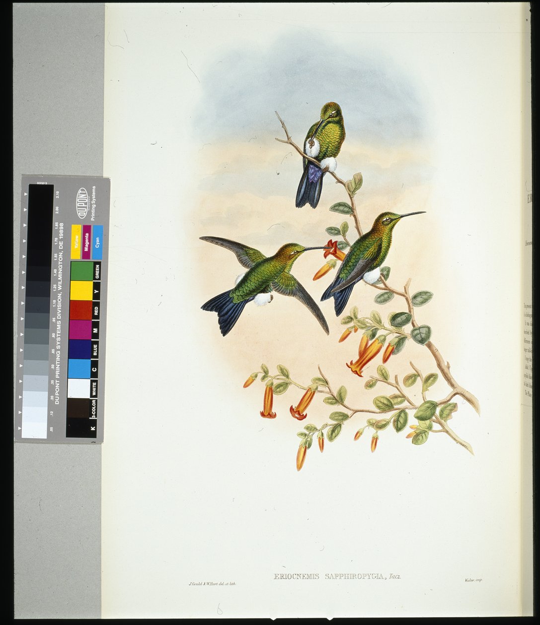 Sapphire-vented Puff-leg (eriocnemis sapphiropygia) (litho colorido à mão) de John (after) Gould