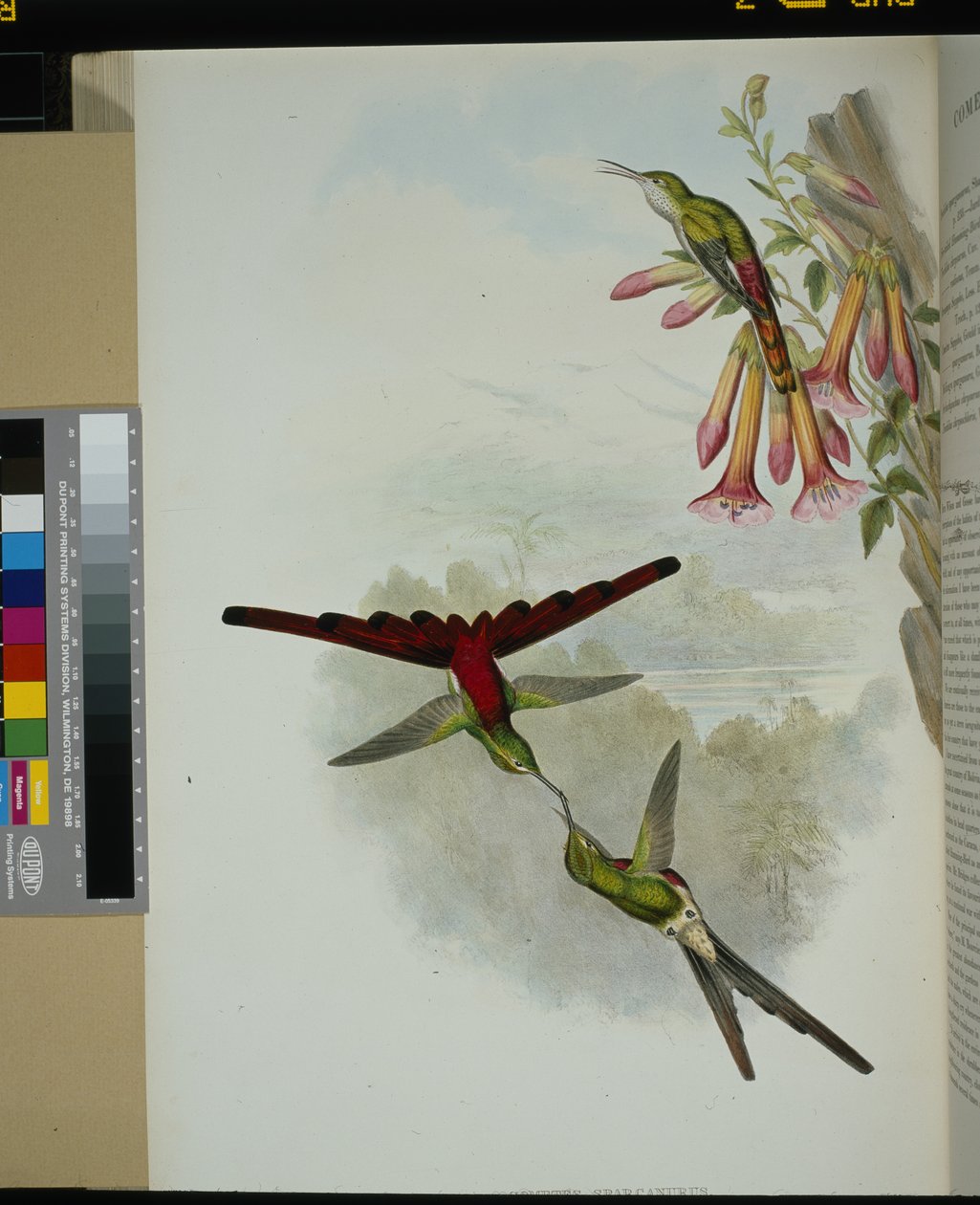 Sappho Comet (cometes sparganurus) (litho colorido à mão) de John (after) Gould