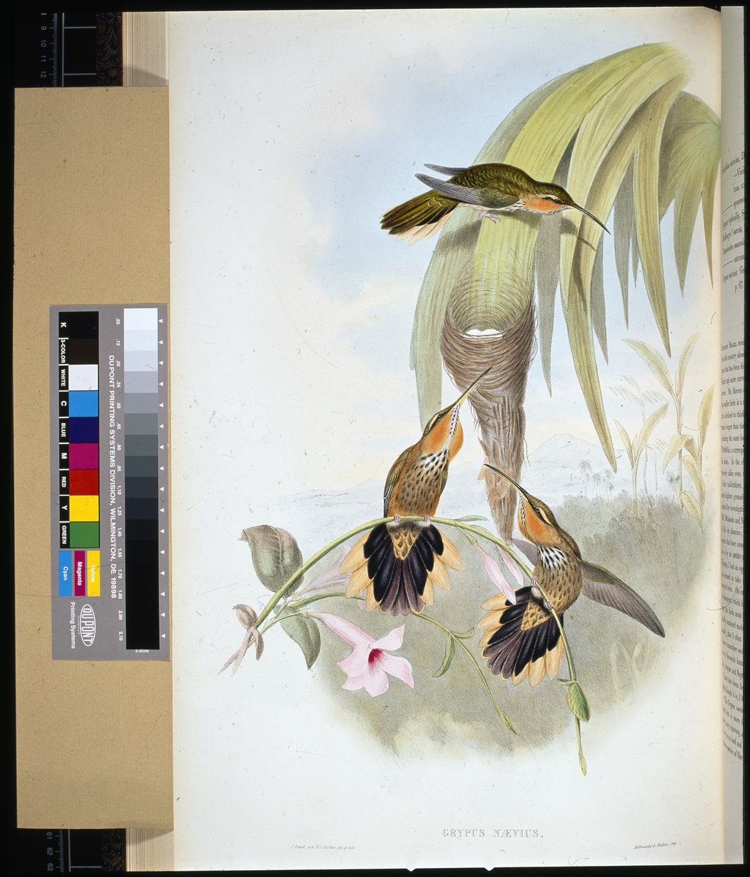 Saw-bill (grypus naevius) (litho colorido à mão) de John (after) Gould