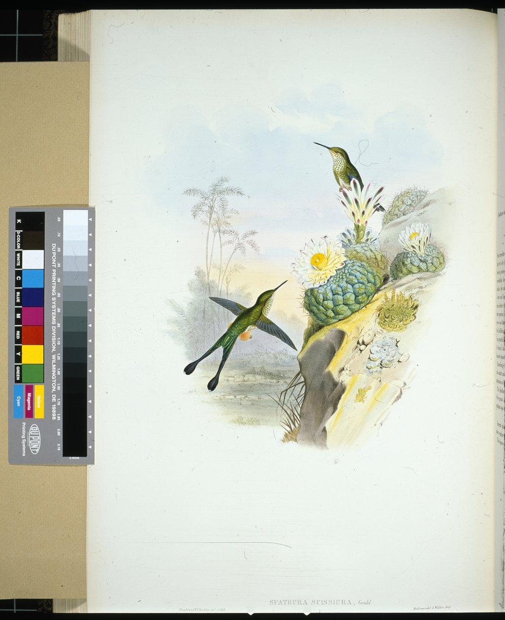 rabo de raquete em tesoura (spathura scissiura) (litho de cor de mão) de John (after) Gould
