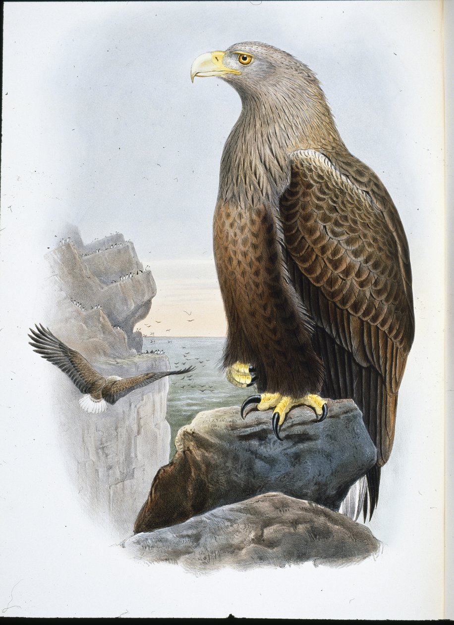Águia Marinha (Haliaetus Albicilla) (litografia colorida à mão) de John (after) Gould
