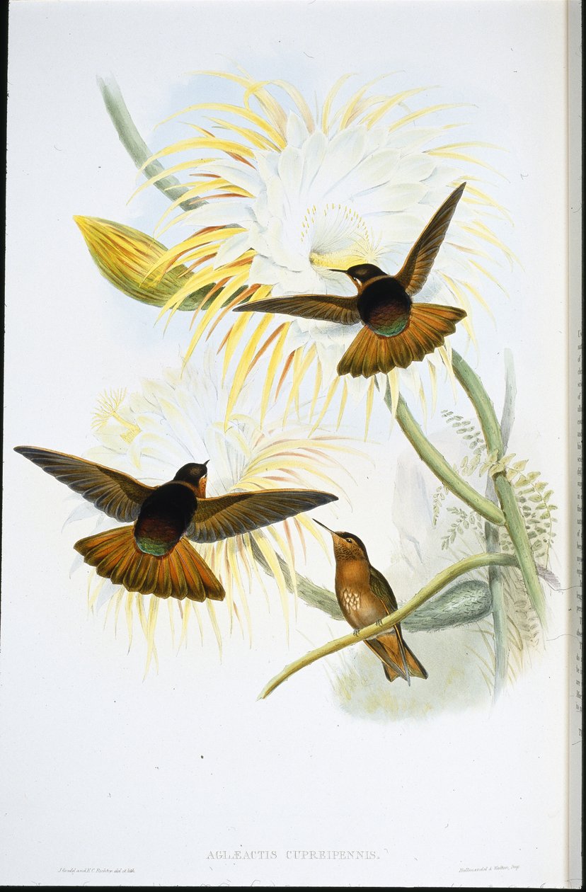Raio de Sol Brilhante (Agliaeactis Cupripennis) (litho colorido à mão) de John (after) Gould