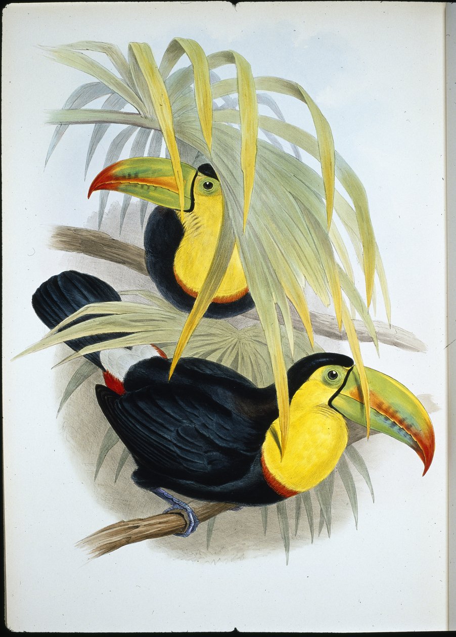 Tucano de facturação curta (Ramphastos Brevicarinatus) (litho colorido à mão) de John (after) Gould