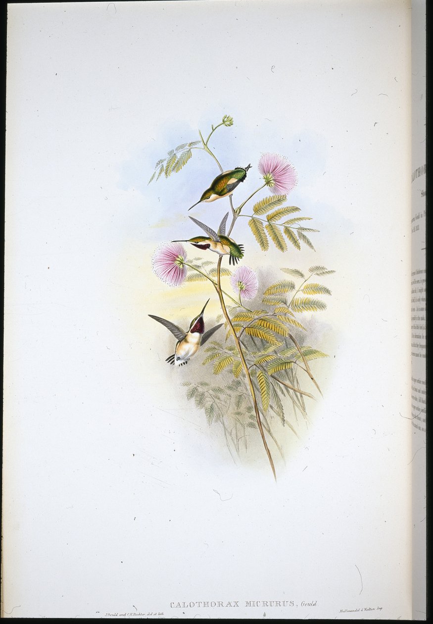 Estrela da madeira de cauda curta (Calothorax Micrurus) (Litho colorido à mão) de John (after) Gould