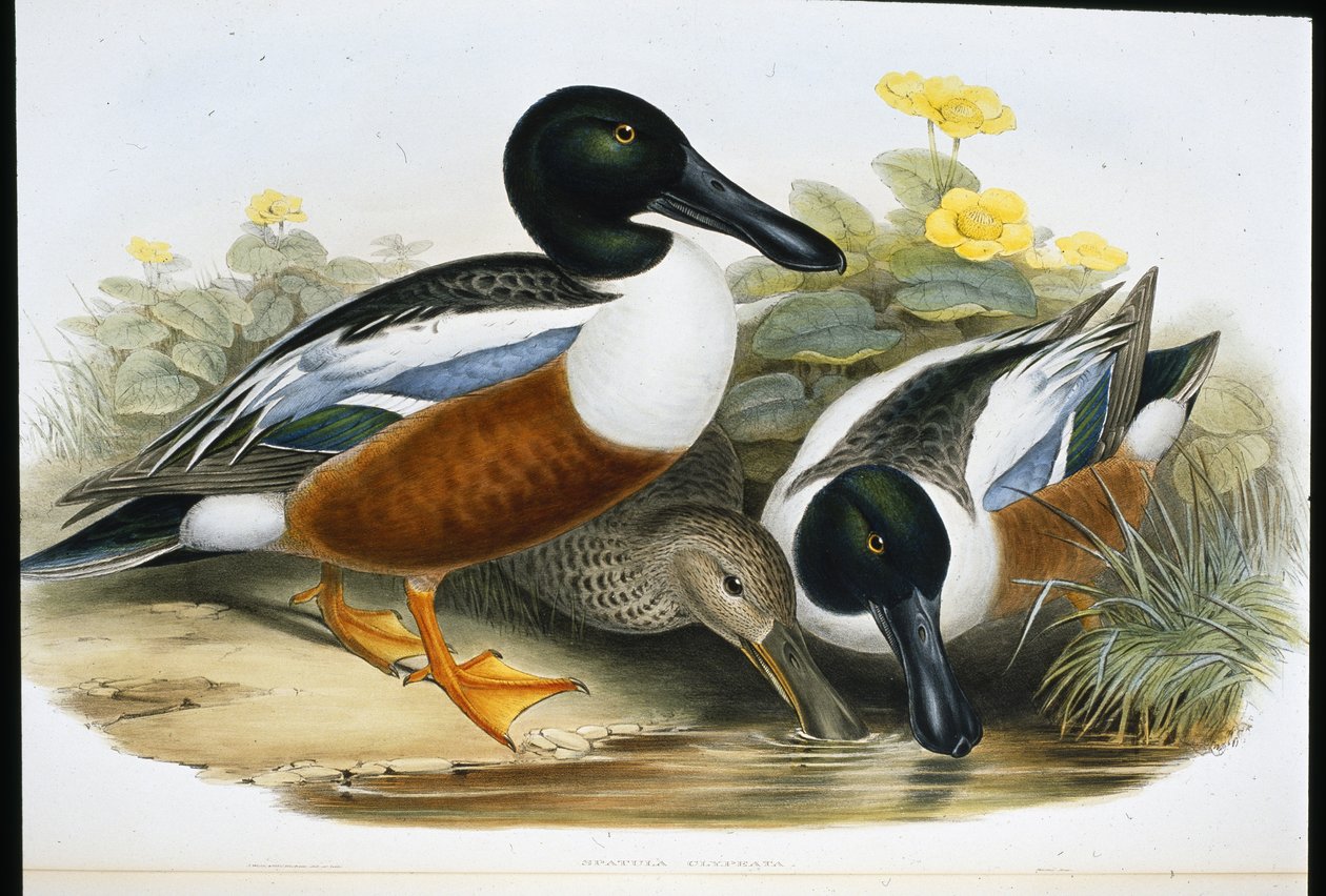 Patos Shoveller (Spatula Clypeata) (litho colorido à mão) de John (after) Gould