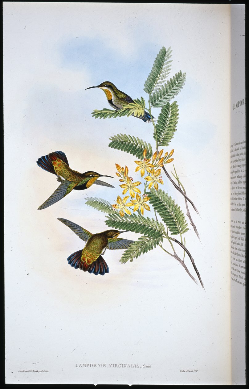 Sombre Sabre-wing (Campylopterus Obscurus) (asa de Sabre de cor de mão) de John (after) Gould