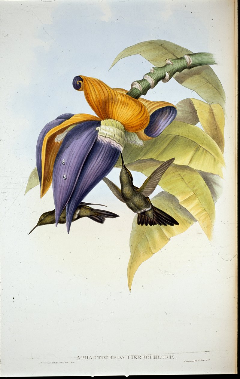 Beija-flor do ventre (Aphantochroa cirrhochloris) (litho de cor de mão) de John (after) Gould
