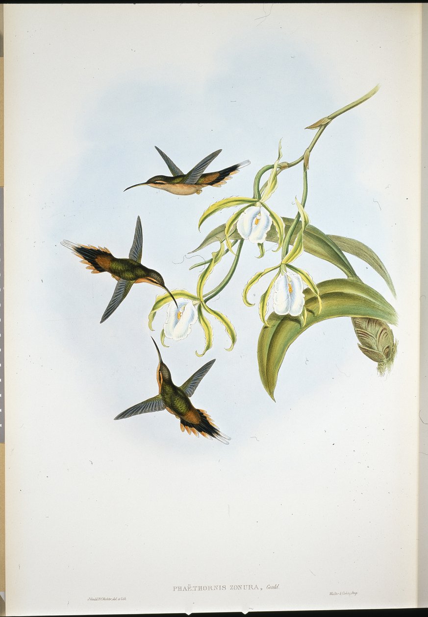Eremita do Sul (Phaethornis Zonura) (litografia colorida à mão) de John (after) Gould
