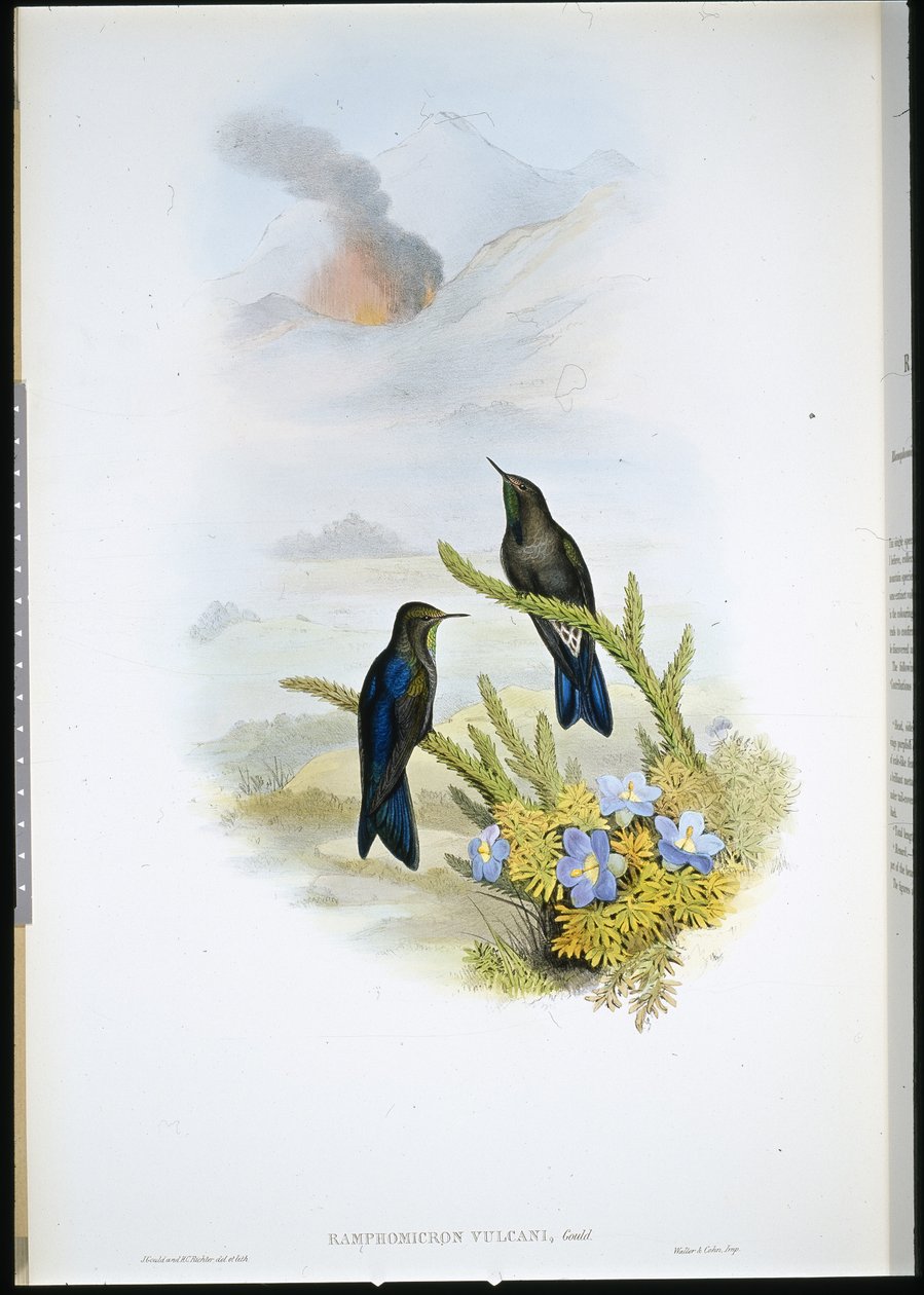 Southern Thorn-bill (Ramphomicron Vulcani) (litro colorido à mão) de John (after) Gould