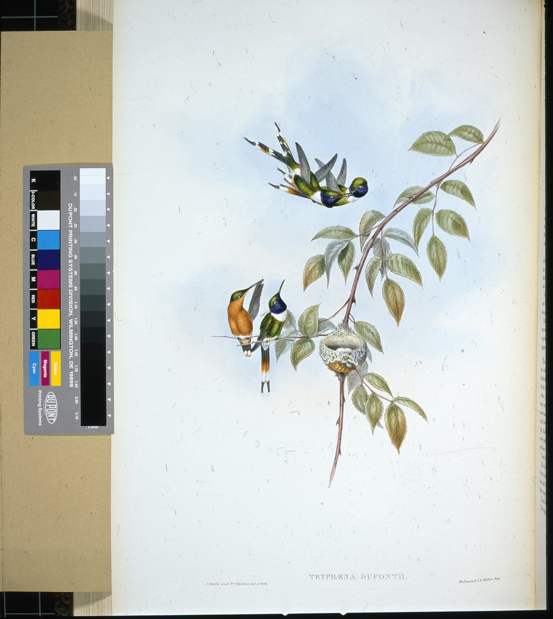Sparkling-tail (tryphaena dupontii) (litho cor de mão) de John (after) Gould