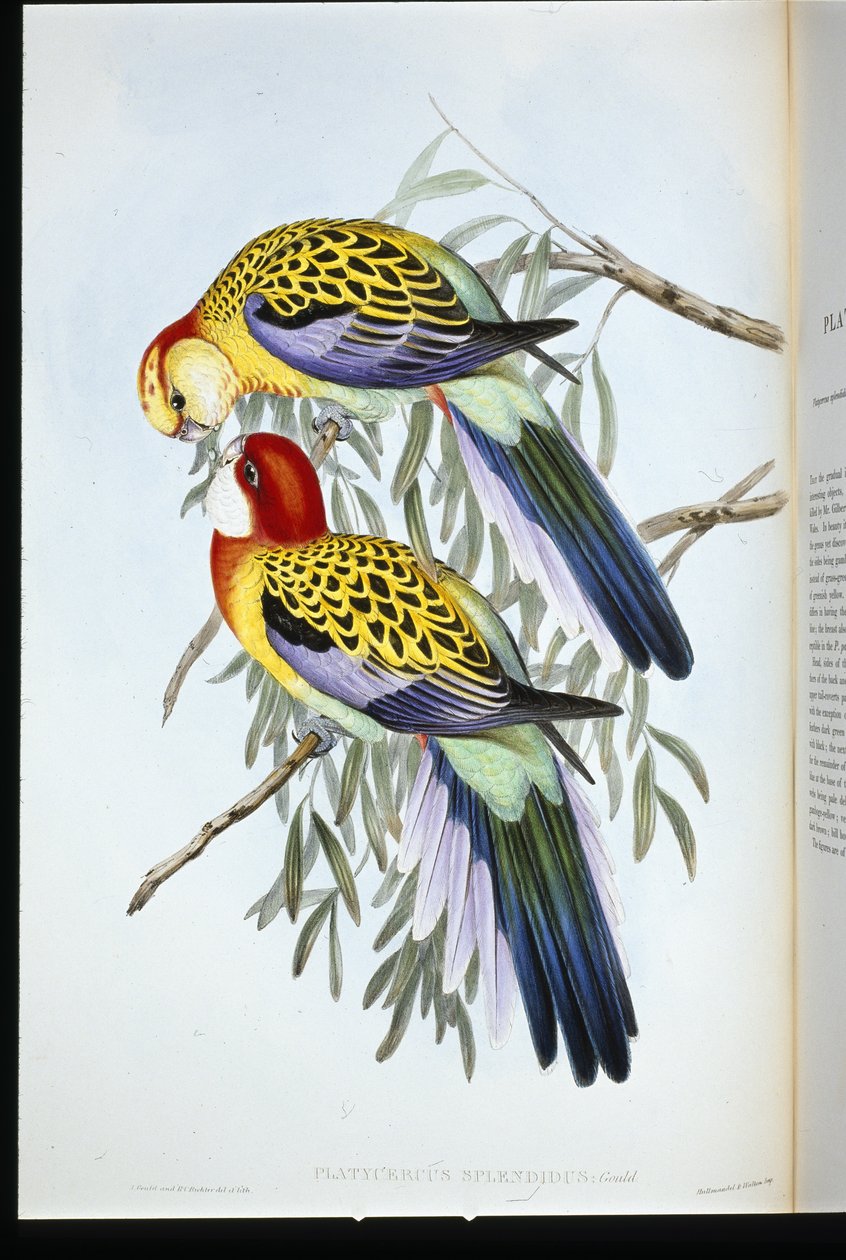 Splendid Parakeet (palatycercus Splendidus) (litho colorido à mão) de John (after) Gould