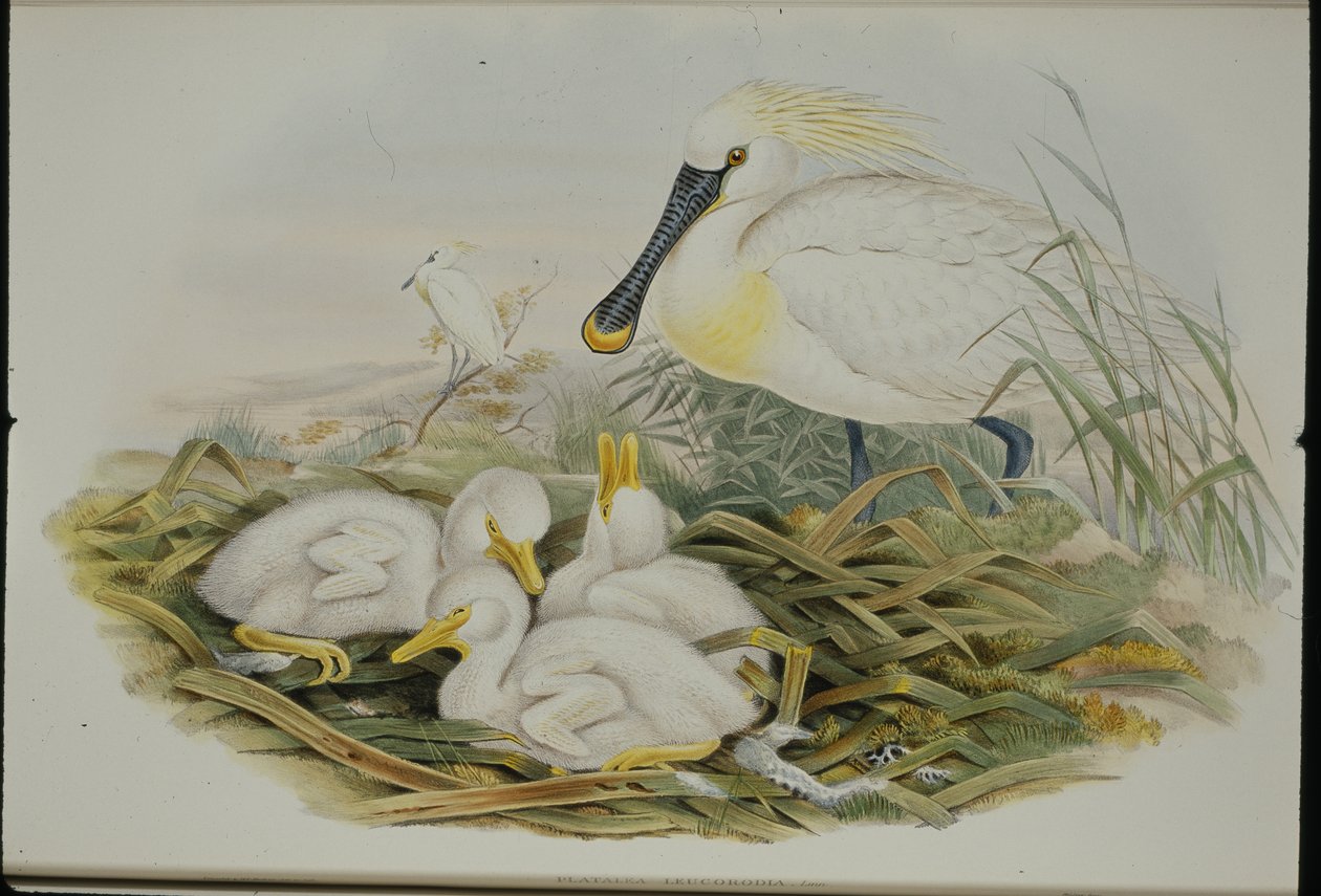 Spoonbill (Platalea Leucorodia) (litografia colorida à mão) de John (after) Gould