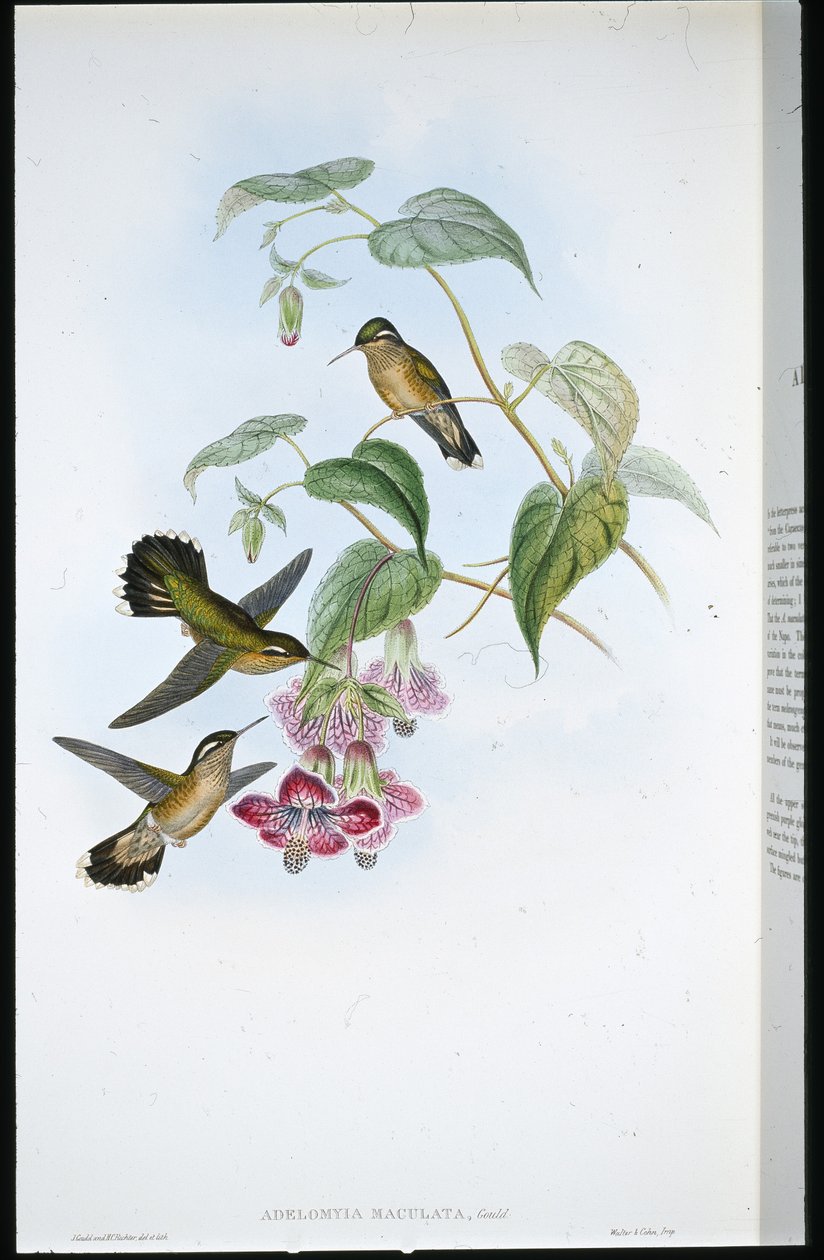 Adelomyia maculata (Adelomyia Maculata) (litografia colorida à mão) de John (after) Gould