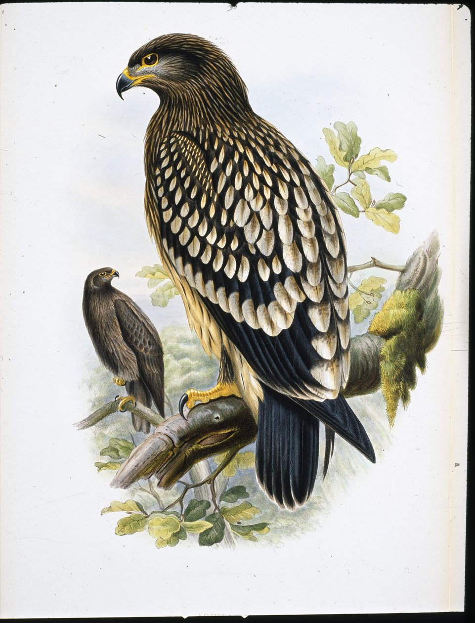 Spotted Eagle (Aquila Naevia) (litho colorido à mão) de John (after) Gould
