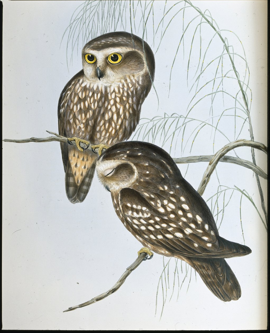 Coruja Manchada (Athene Maculata) (litho colorido à mão) de John (after) Gould