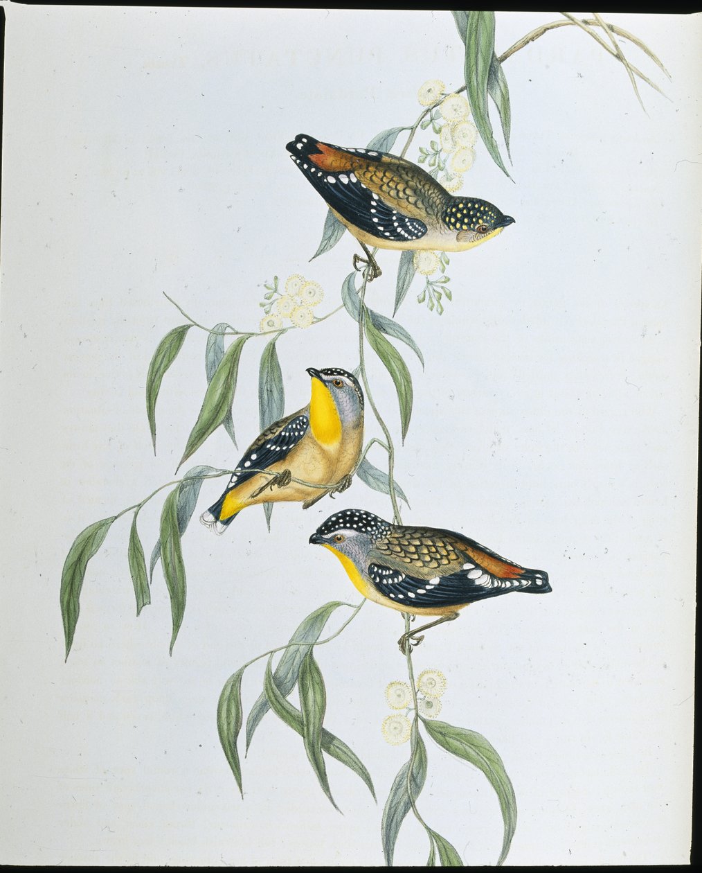 Spotted Pardalote (Pardalotus Punctatus ) (litho colorido à mão) de John (after) Gould