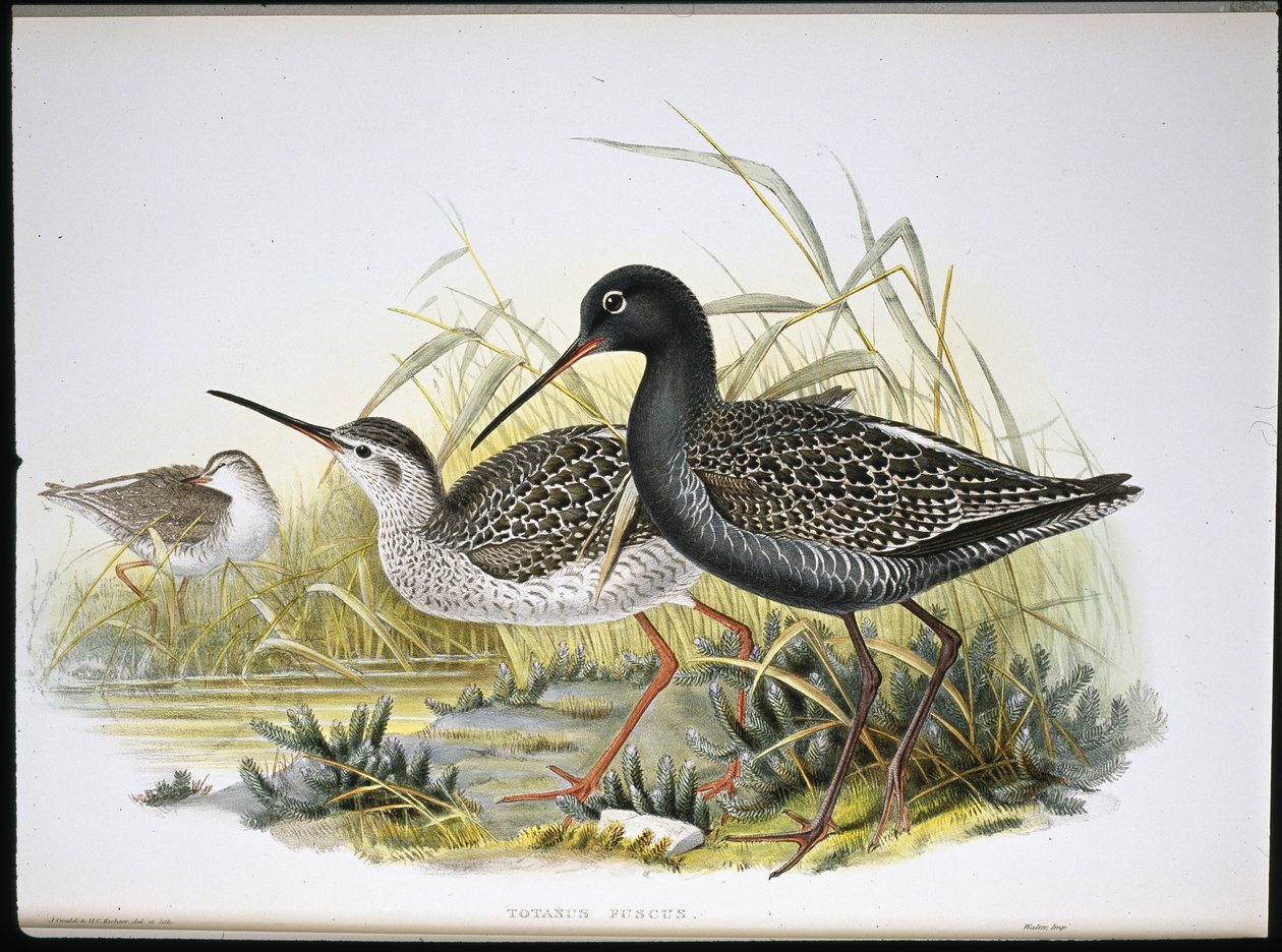 Spotted Redshank (Totanus Fuscus) (litho colorido à mão) de John (after) Gould