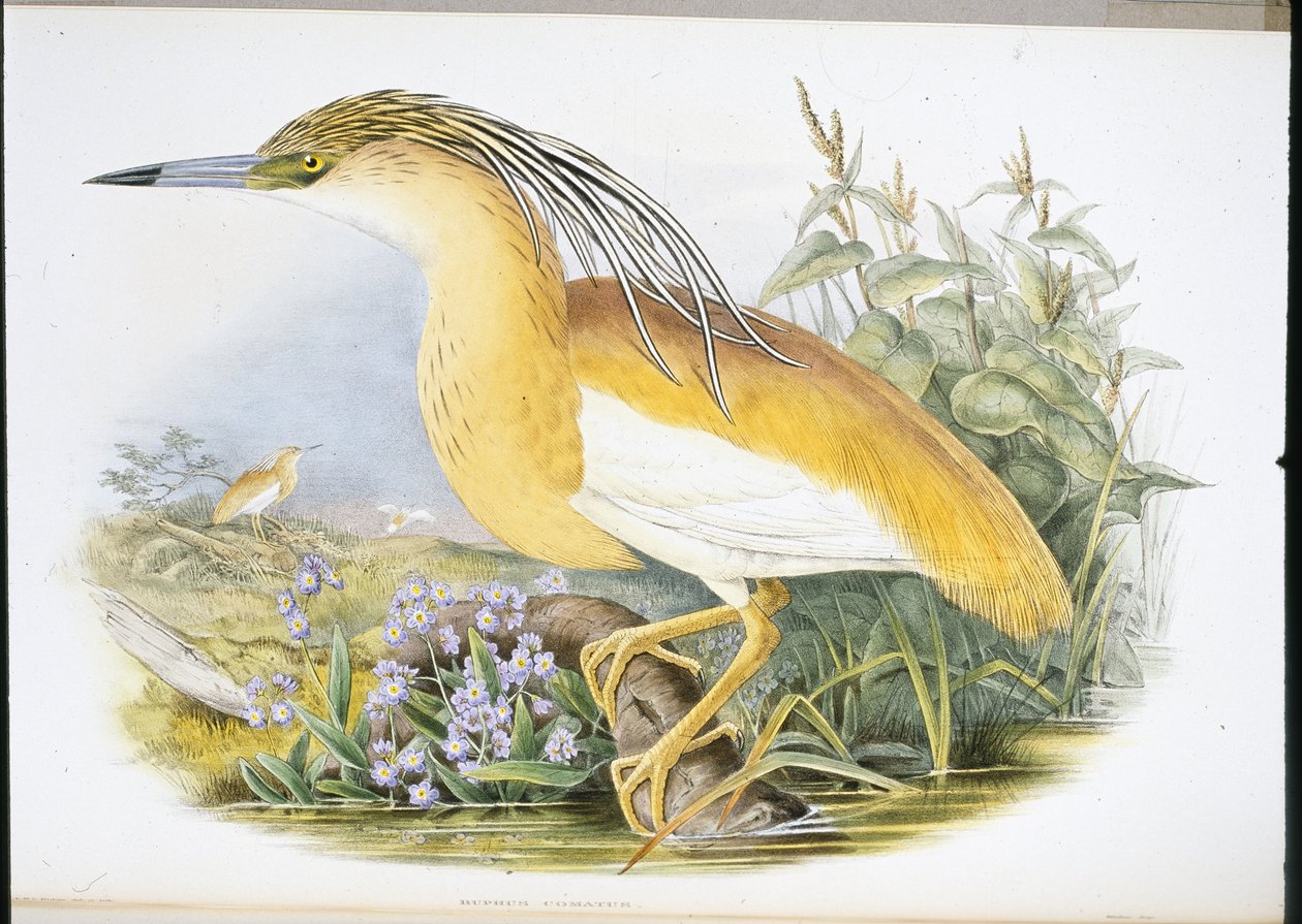 Squacco Heron (Buphus Comatus) (litho colorido à mão) de John (after) Gould