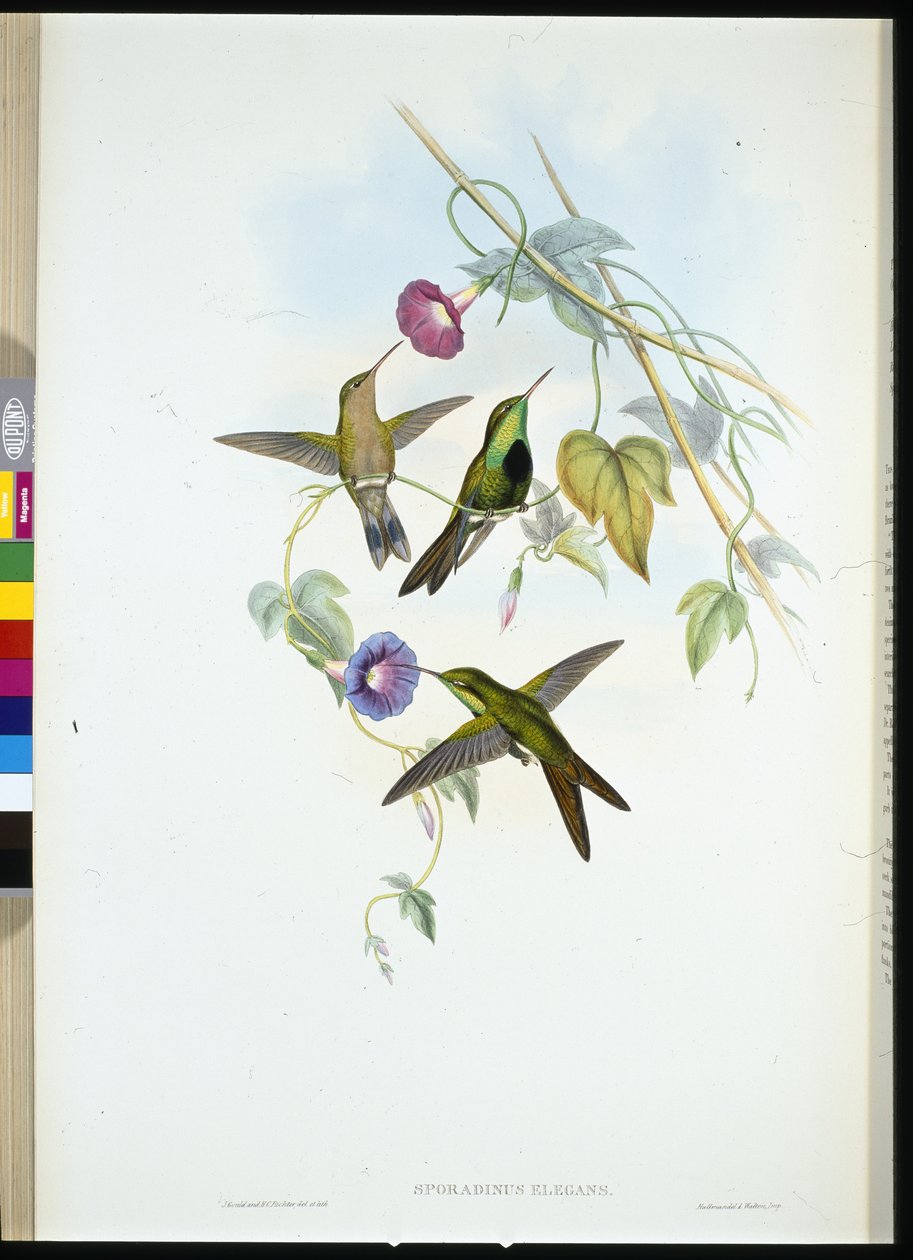 Beija-flor de São Domingos (Sporadinus Elegans) (cor da mão) de John (after) Gould