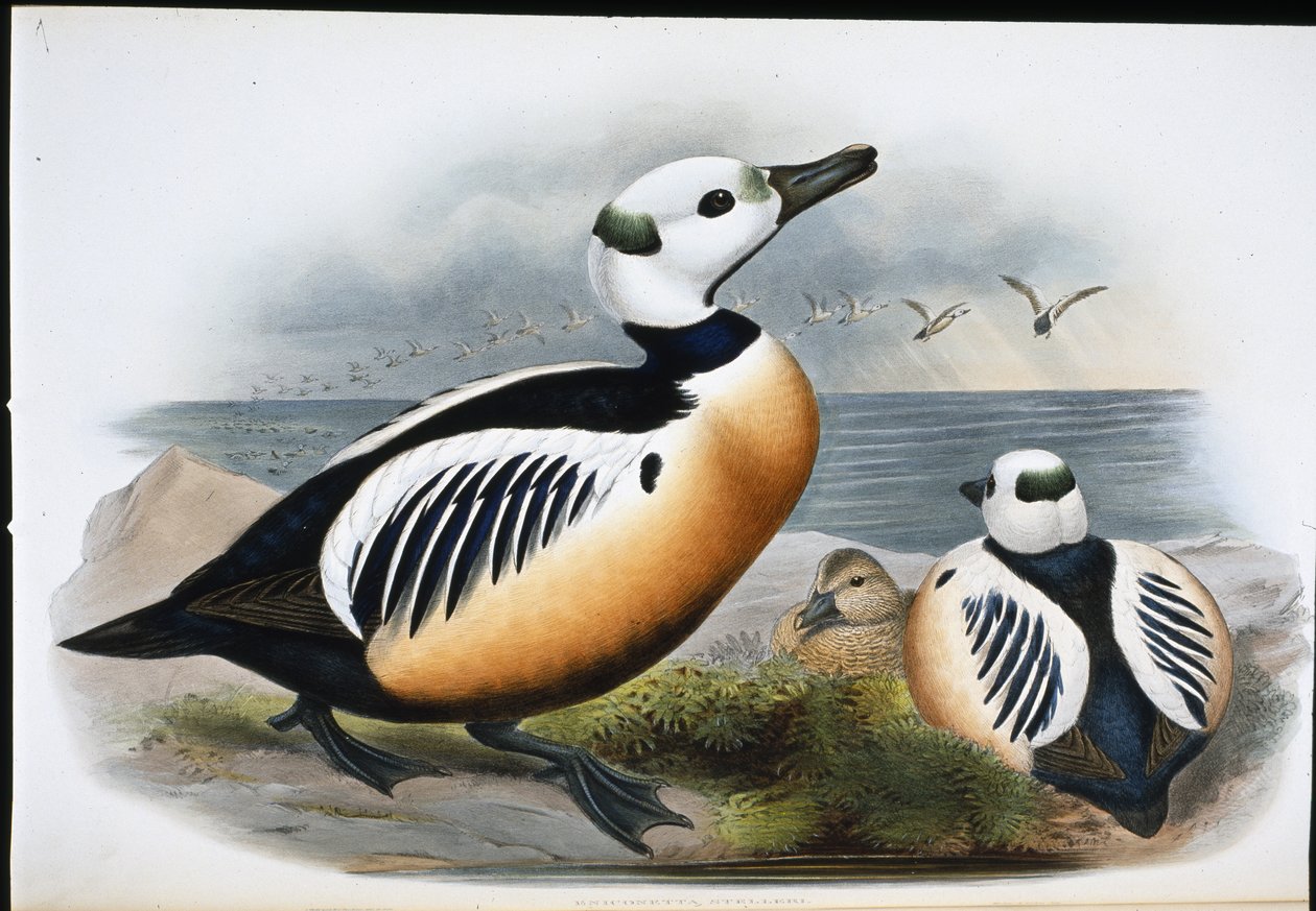 Pato Steller