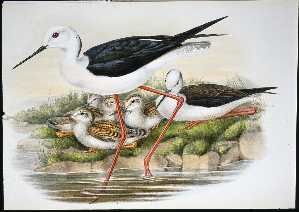 Stilt (Himantopus Candidus) (litho colorido à mão) de John (after) Gould