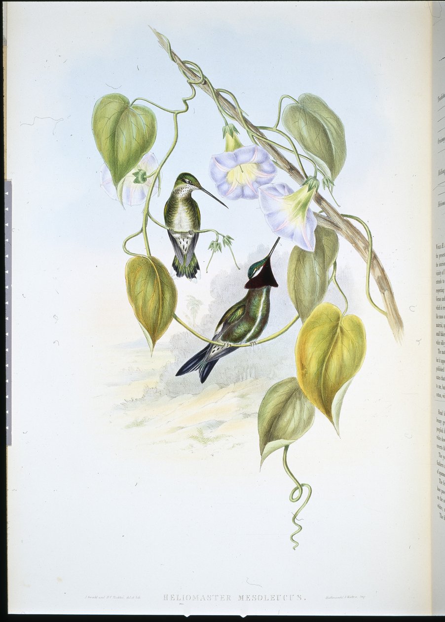 Garganta estrelada de peito listrado (heliomaster mesoleucus) (litho colorido à mão) de John (after) Gould
