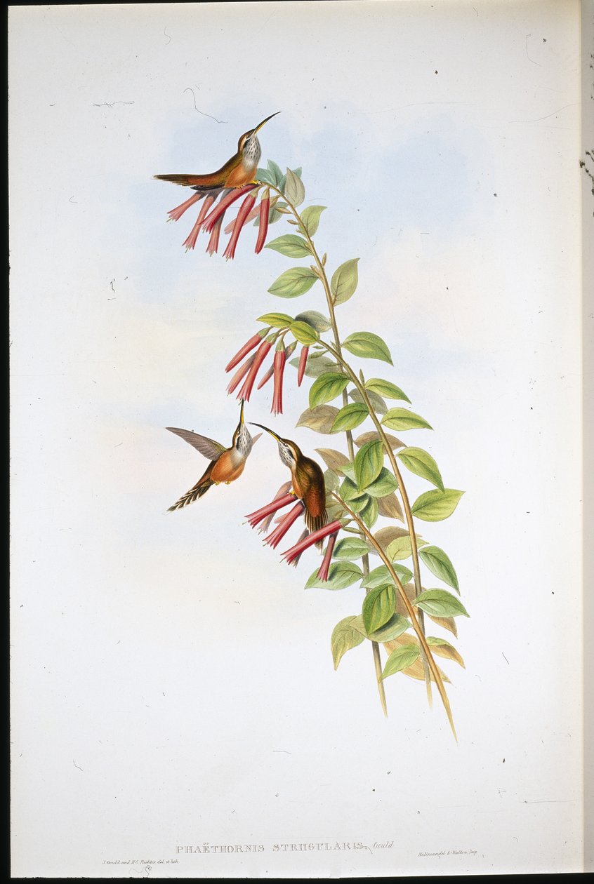 Eremita de garganta listrada (Phaethornis Striigularis) (litho colorido à mão) de John (after) Gould