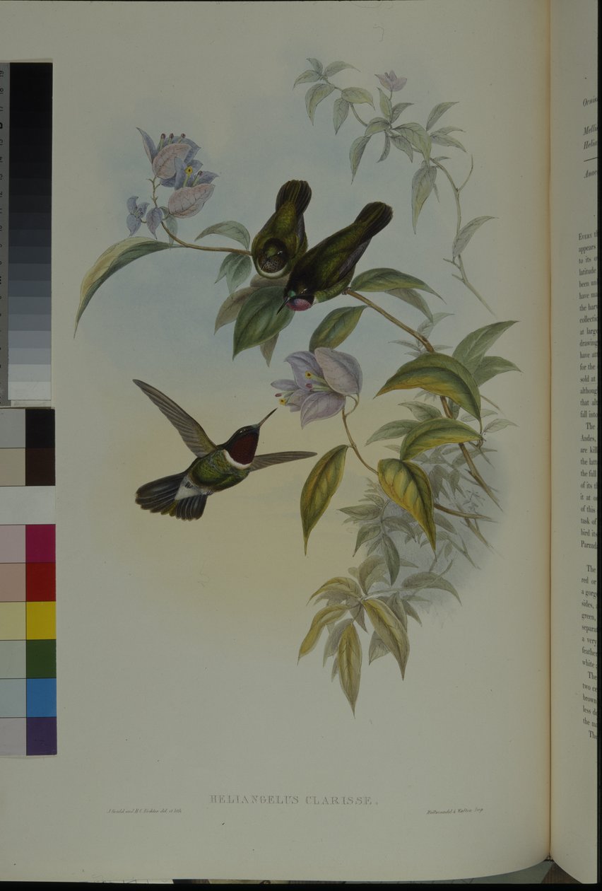 Anjo Sol (Heliangelus Clarisse) (cor da mão) de John (after) Gould