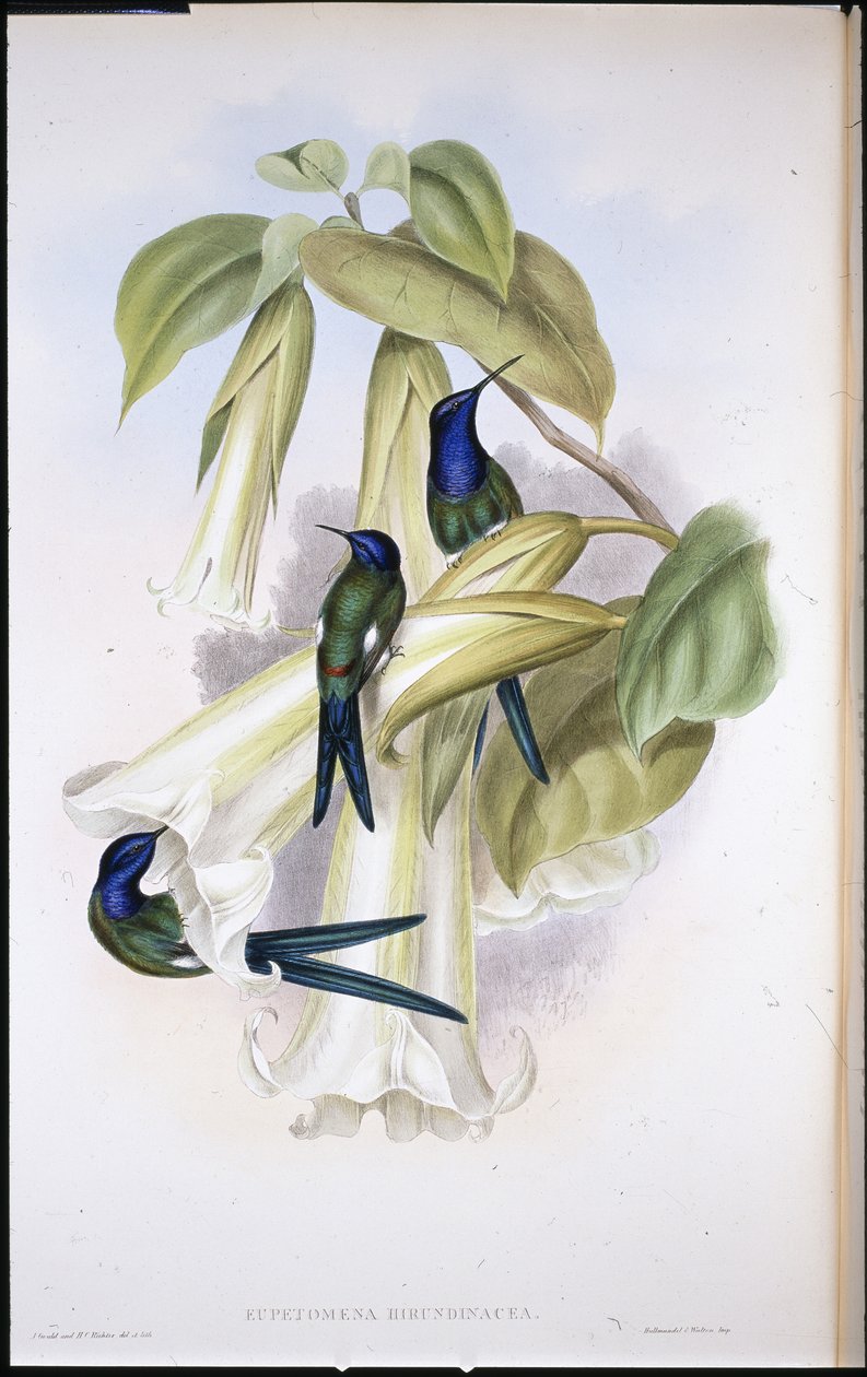 Eupetomena Hirundinacea de cauda de andorinha) (litho colorido à mão) de John (after) Gould