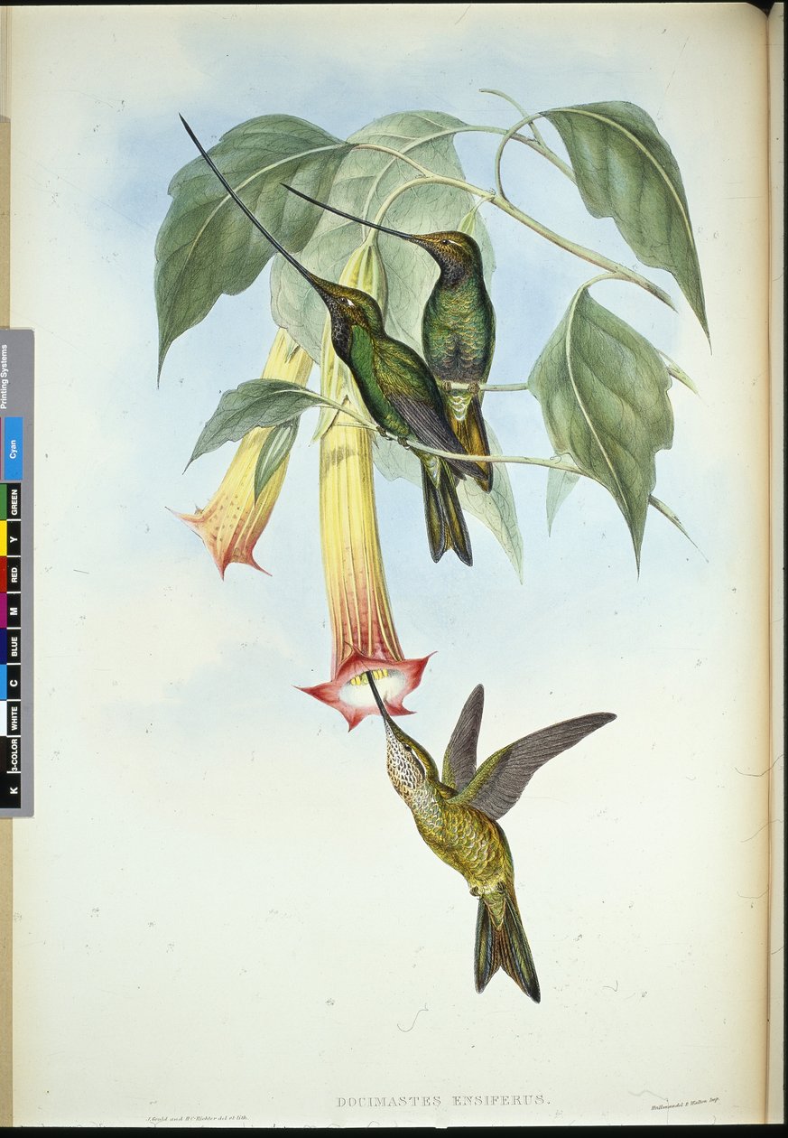 Espada (Docimastes Ensiferus) (Litho colorido à mão) de John (after) Gould