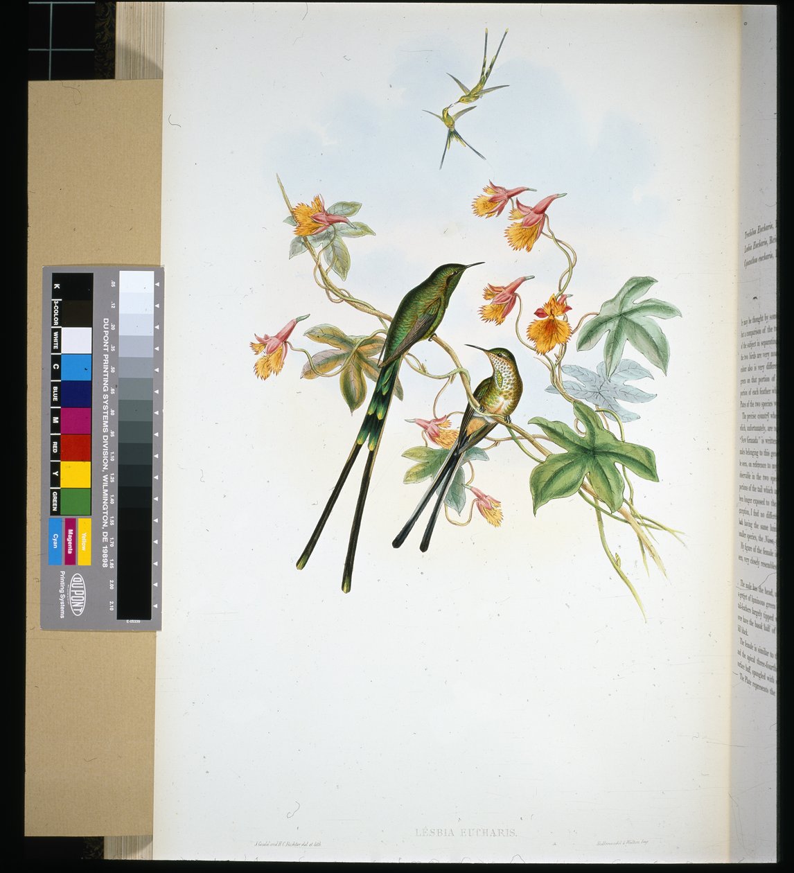 Trailer (lesbia eucharis) (litho colorido à mão) de John (after) Gould