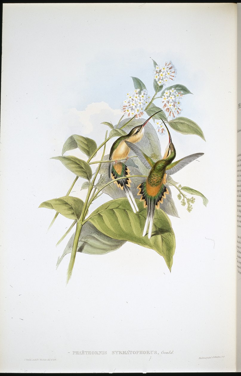 Eremita portadora de trem (Phaethornis Syrmatophorus) (litografia colorida à mão) de John (after) Gould