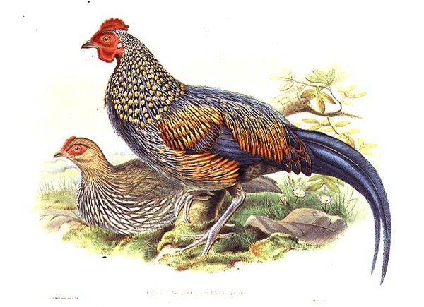 Dois faisões asiáticos (Gallus Sonneratii) gravados pelo artista e William Hart (1823-1894) (litho) de John (after) Gould
