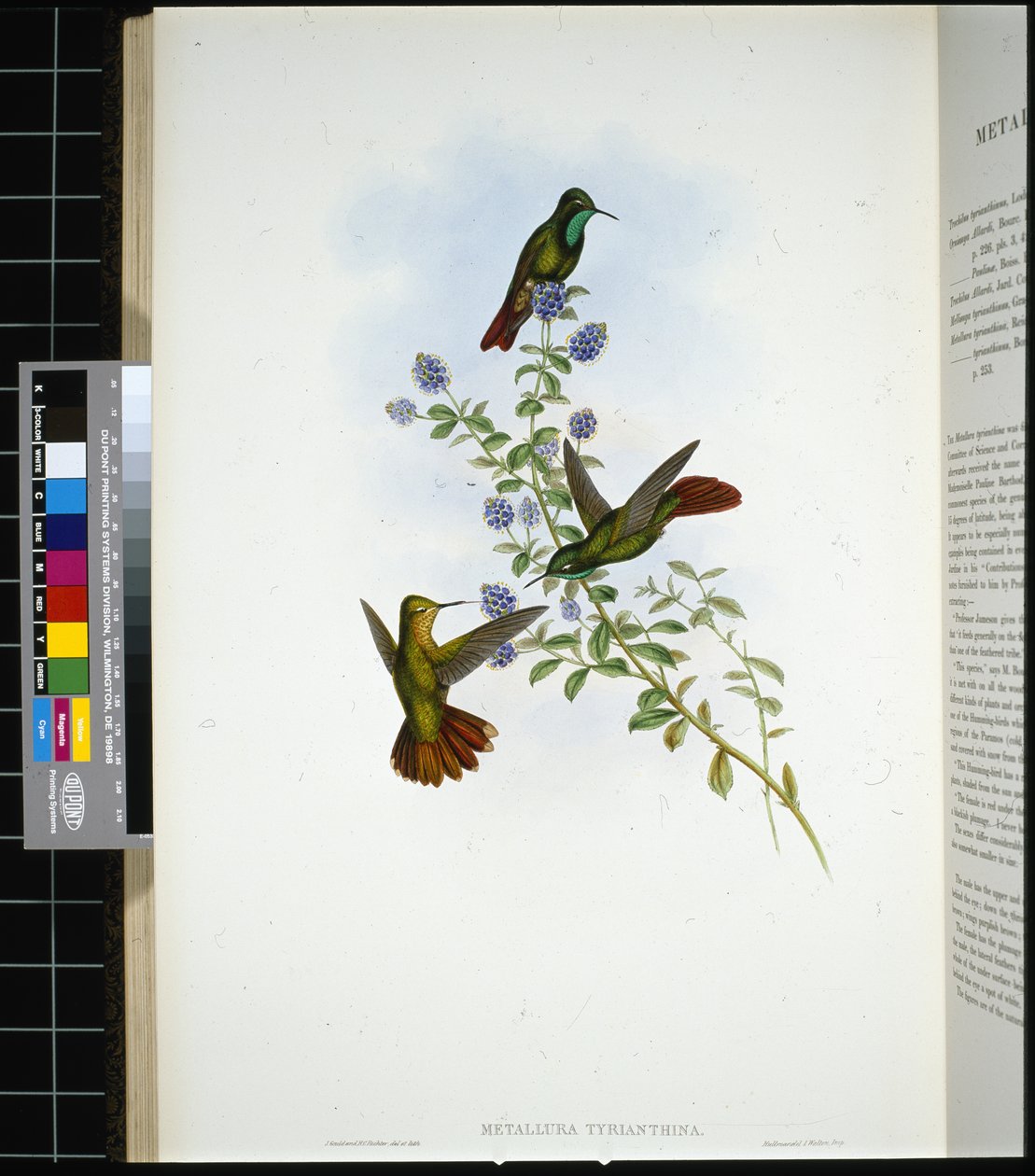 Tyrian-tail (metallura Tyrianthina) (cor da mão em litro) de John (after) Gould