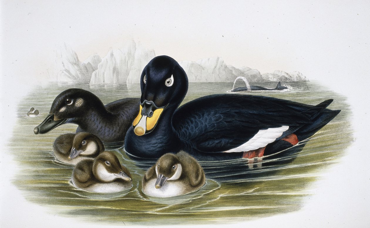 Scoter de veludo (oidemla fusca) (litho de cor de mão) de John (after) Gould