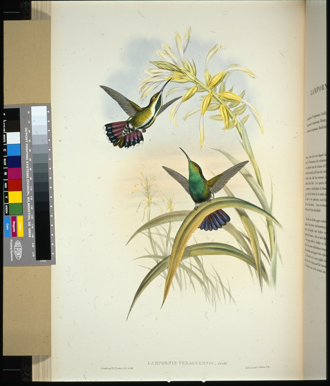 Manga Veraguana (lampornis veraguensis) (litho colorido à mão) de John (after) Gould