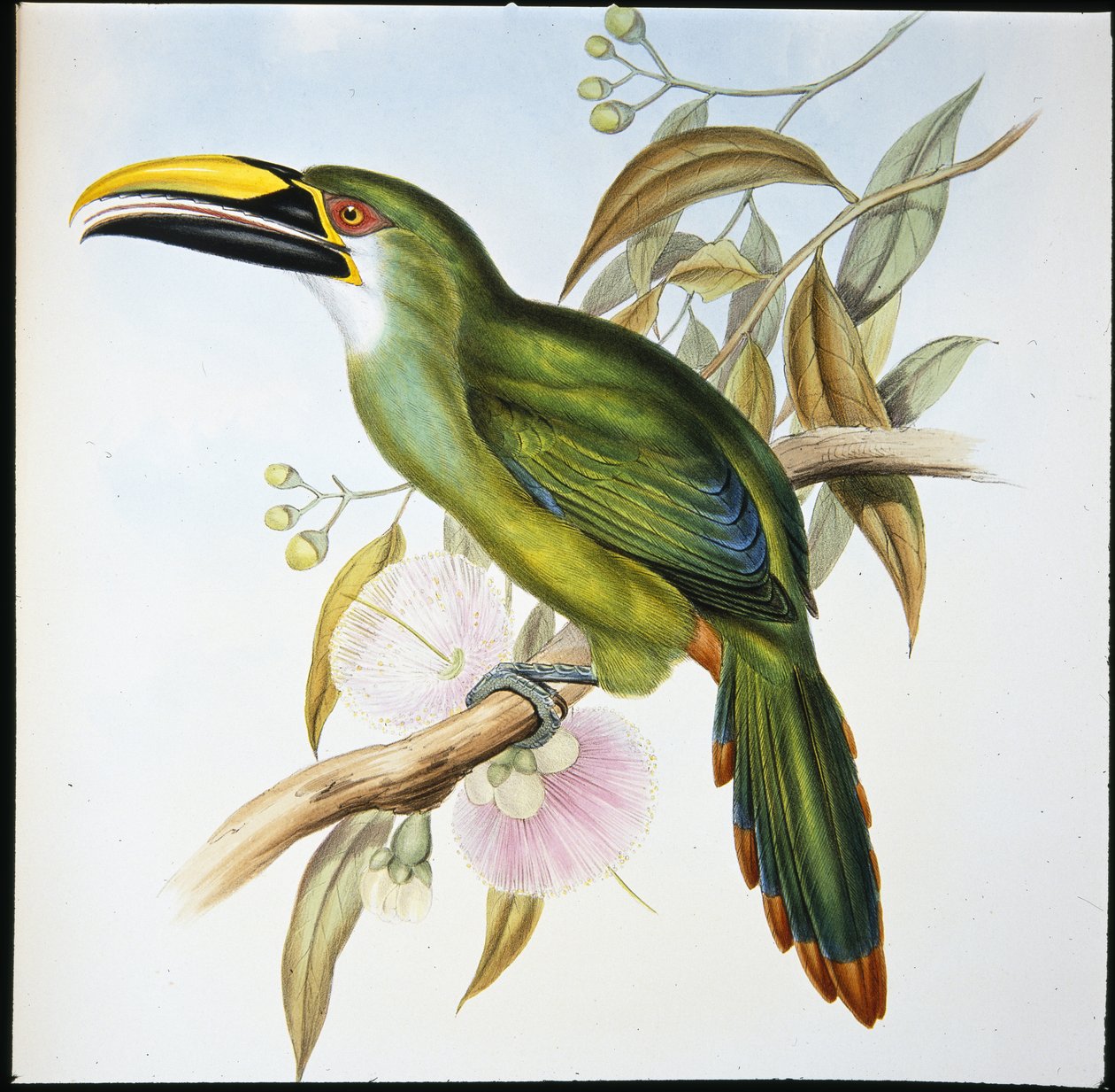 Aulacoramphus Wagleri (Aulacoramphus Wagleri) (litho colorido à mão) de John (after) Gould