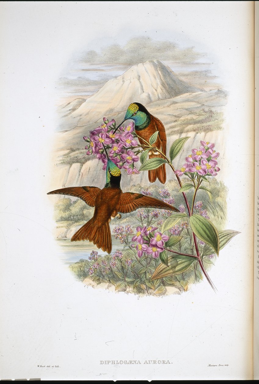Beija-flor de Warszewicz (Diphlogaena Aurora) (cor da mão) de John (after) Gould