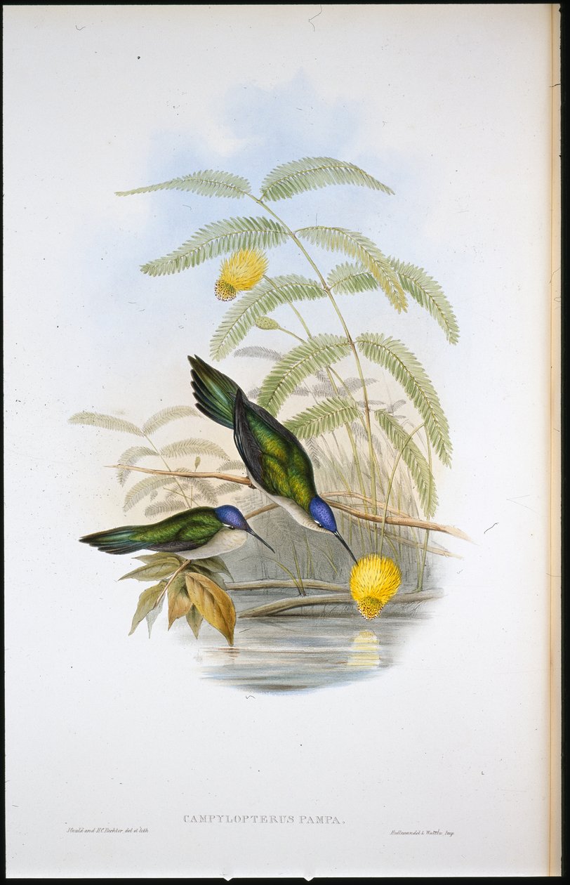 Asa Sabre de cauda em cunha (Campylopterus Pampa) (litho de cor de mão) de John (after) Gould