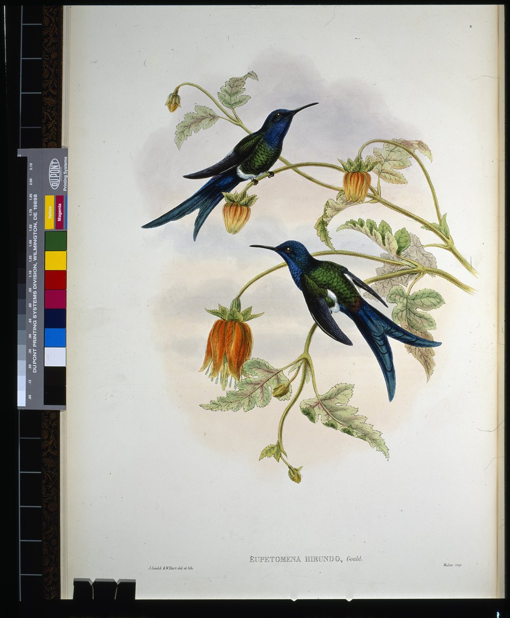 Western Swallow-tail (eupetomena hirundo) (litho colorido à mão) de John (after) Gould