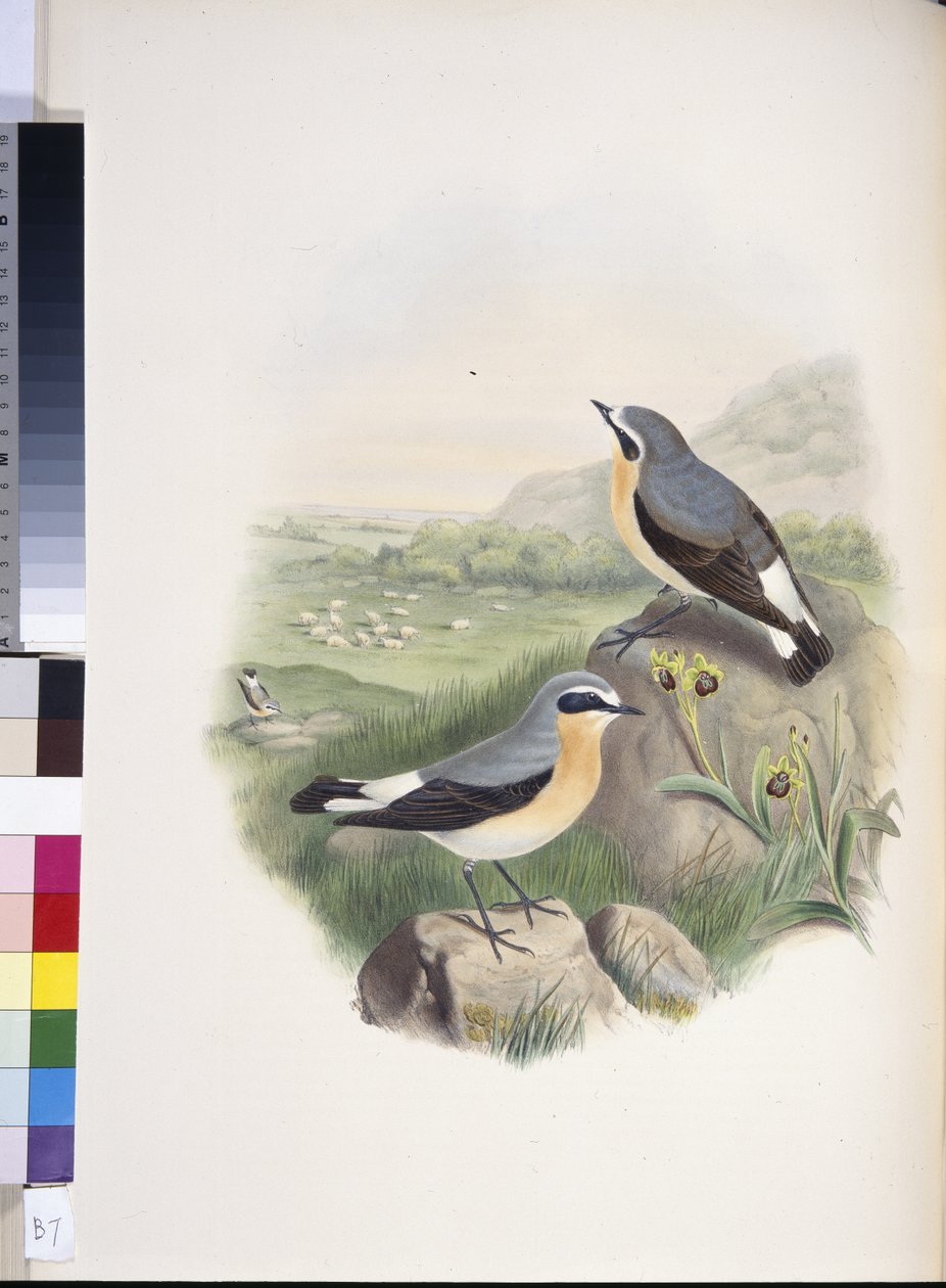 Wheatear (Oenanthe oenanthe) (litro colorido à mão) de John (after) Gould