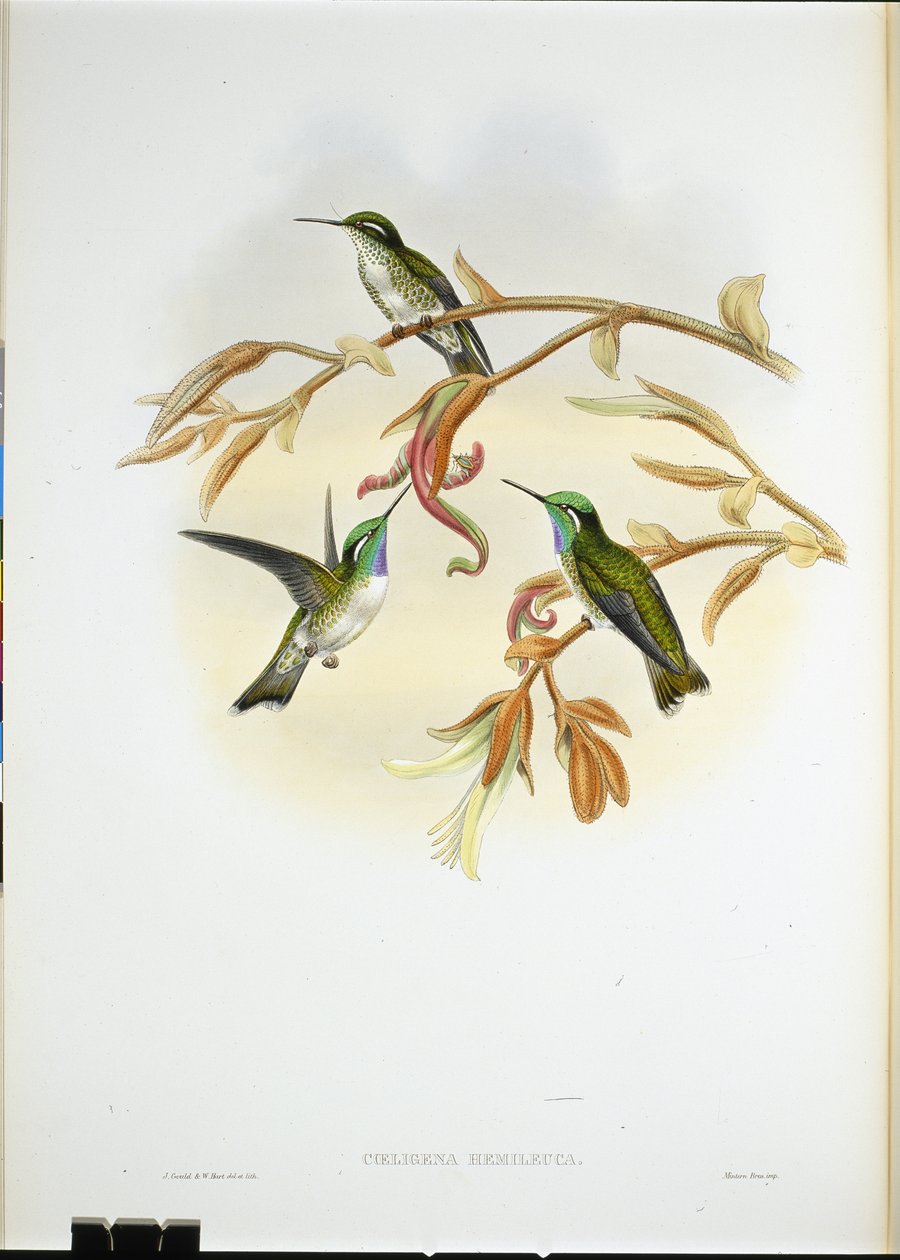 Beija-flor de barriga branca (Coeligena Hemileuca) (cor da mão) de John (after) Gould