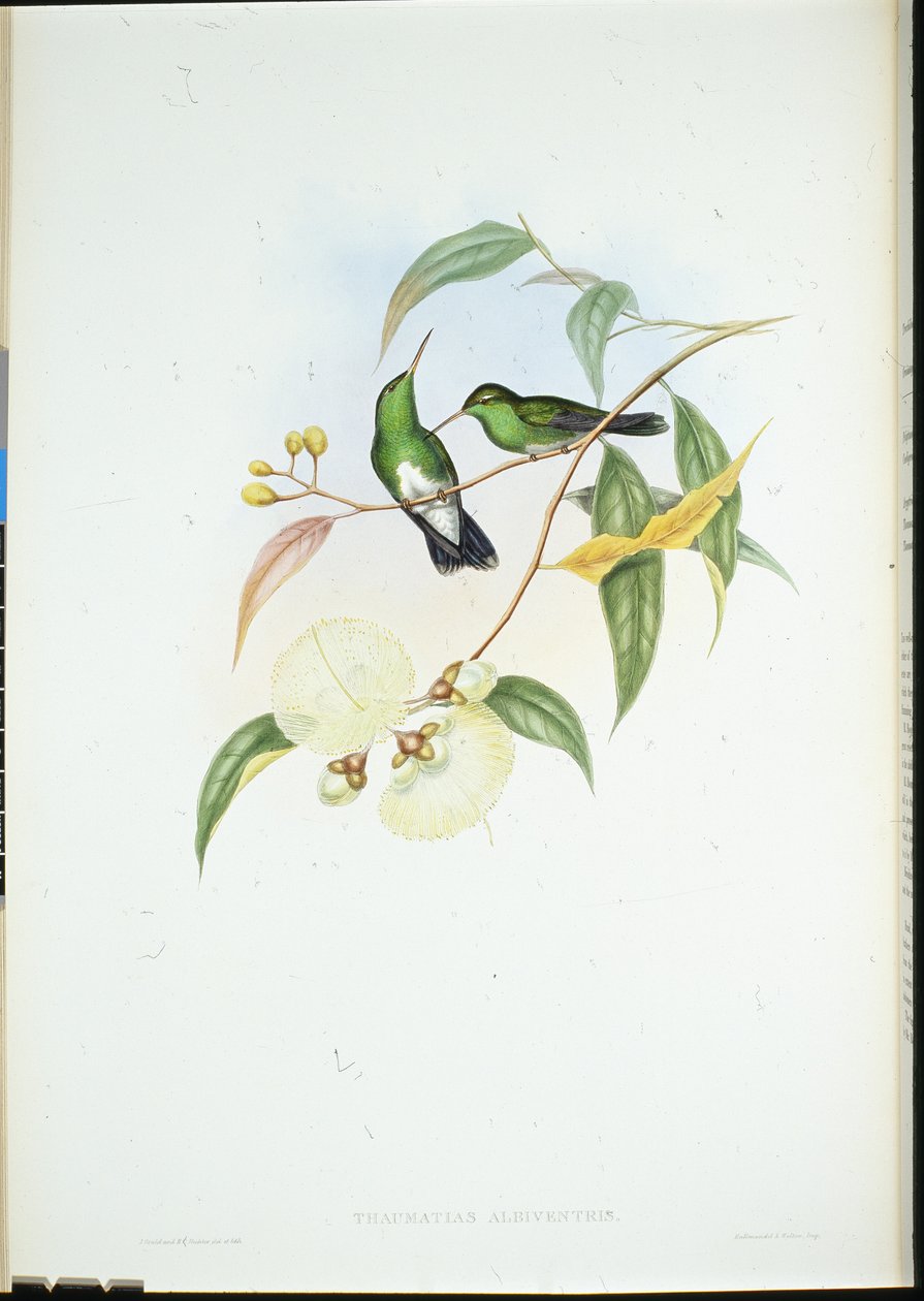 Esmeralda de barriga branca (Thaumatias Albiventris) (litho colorido à mão) de John (after) Gould
