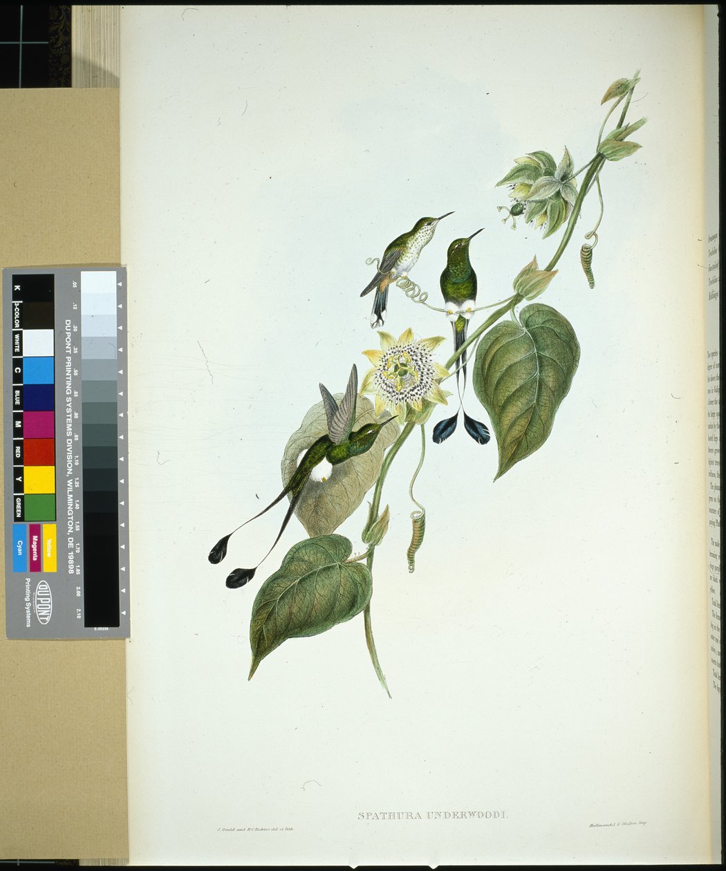 rabo de raquete (spathura Underwoodi) (litho de cor de mão) de John (after) Gould