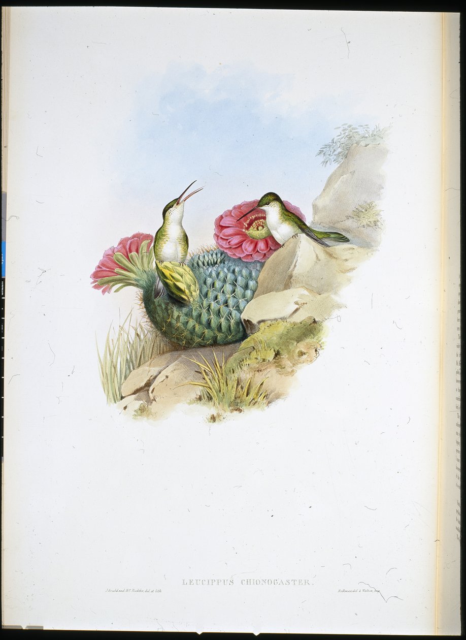 Leucippus de peito branco (leucippus chionogaster) (litho colorido à mão) de John (after) Gould