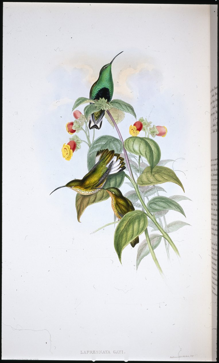 Veludo de cauda branca (Lafresnaya Gayi) (litho de cor de mão) de John (after) Gould