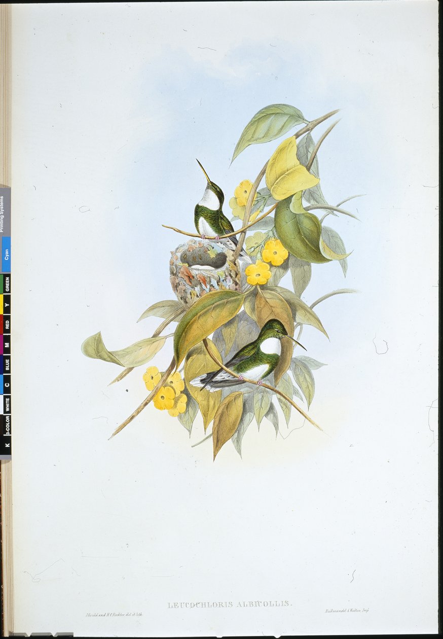 Garganta branca (Leucochloris Albicollis) (litho colorido à mão) de John (after) Gould