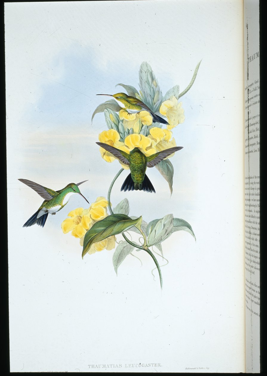 Esmeralda de garganta branca (Thaumatias Leucogaster) (litografia na cor da mão) de John (after) Gould