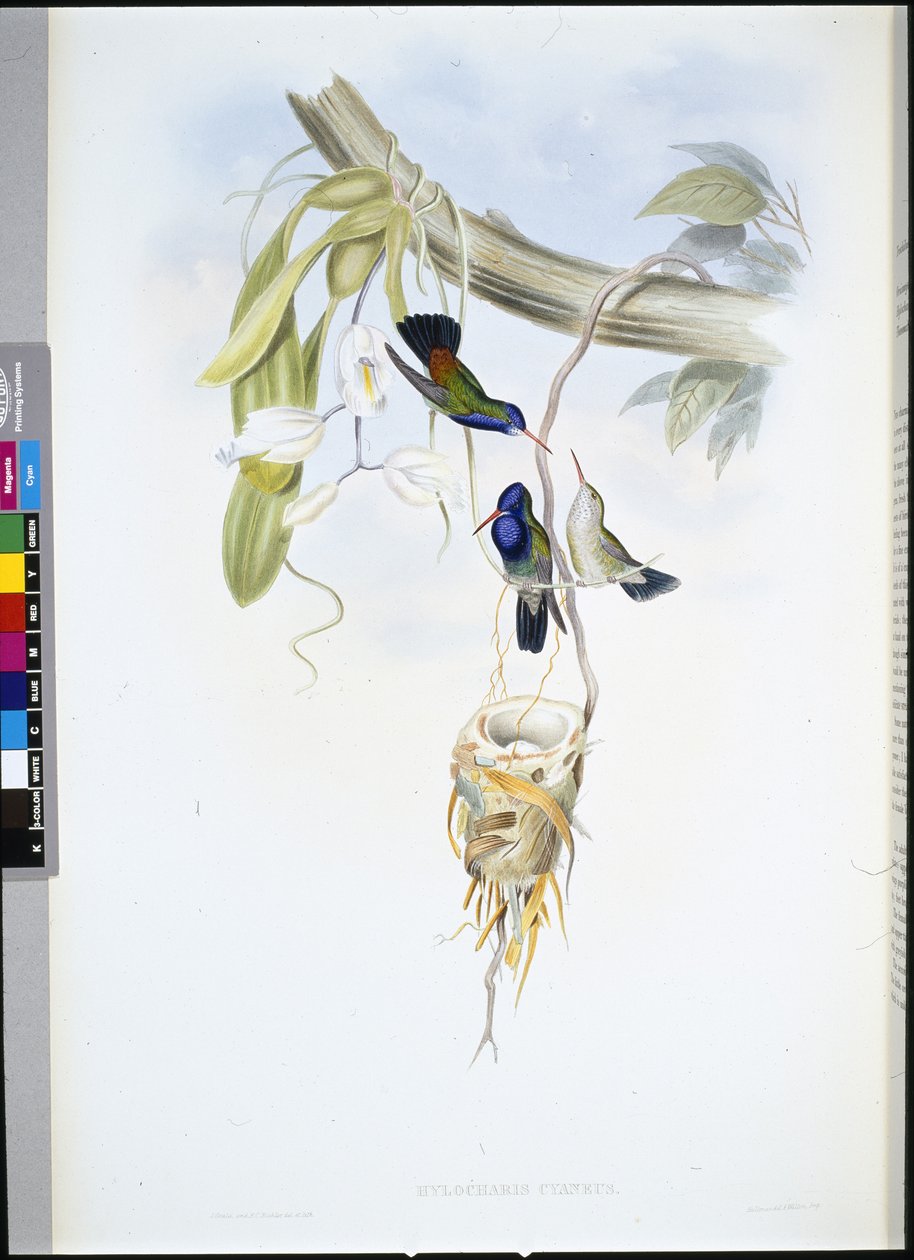Safira de garganta branca (Hylocharis Cyaneus) (litho de cor de mão) de John (after) Gould